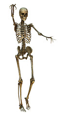 Image showing Human Skeleton