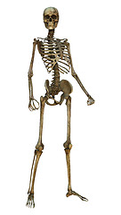 Image showing Human Skeleton