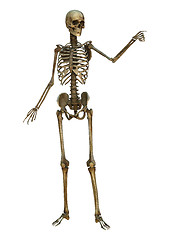 Image showing Human Skeleton