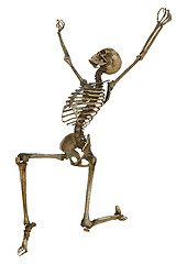 Image showing Human Skeleton