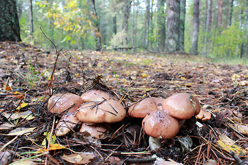 Image showing nice mushrooms of Suillus