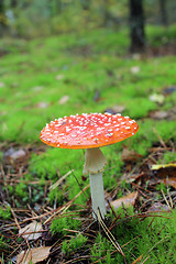 Image showing Beautiful red fly agaric in the forest