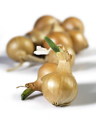 Image showing Small onions