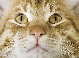 Image showing Orange cat close up eyes
