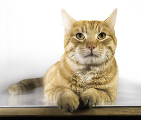 Image showing Orange color cat