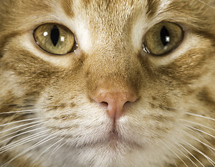 Image showing Orange cat close up eyes