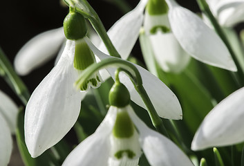 Image showing Snowdrop flower in a snow. 