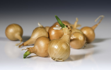 Image showing Small onions