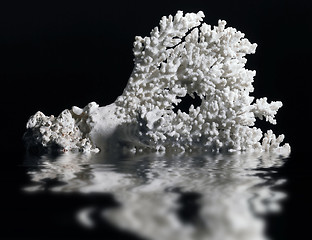 Image showing white coral
