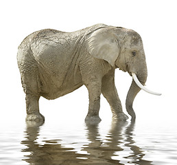 Image showing african elephant