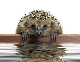 Image showing funny hedgehog