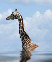 Image showing sunken Rothschild Giraffe