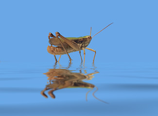 Image showing grasshopper in blue wet ambiance