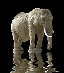 Image showing african elephant