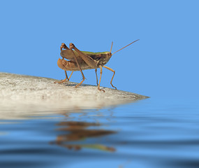 Image showing grasshopper in blue ambiance