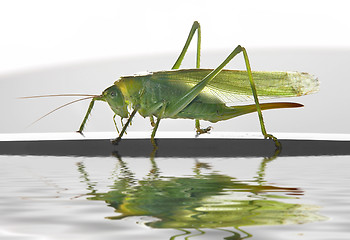 Image showing green female grasshopper