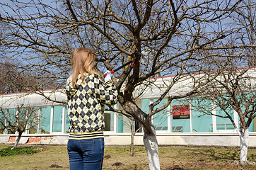 Image showing woman cut fruit tree branch with garden secateur