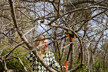Image showing woman pruned old tree with shears in early spring  
