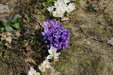 Image showing group of colorful spring crocus flowers in garden  