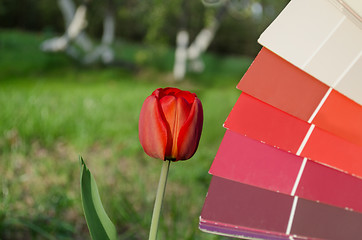 Image showing red tulip compared with color card palette  