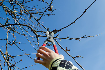 Image showing hand hold secateur pruning the apple tree branches 