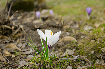 Image showing crocus flower grow in dry land spring  