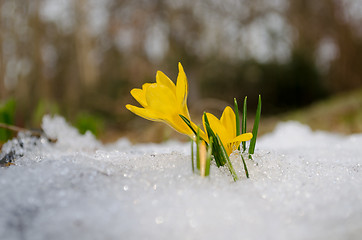 Image showing delicate yellow crocuses rise up from snow in sun 