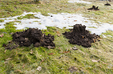Image showing freshly dug molehill on ground in early spring 