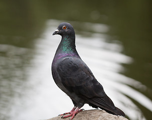 Image showing Portrait of a pigeon