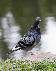 Image showing Portrait of a pigeon