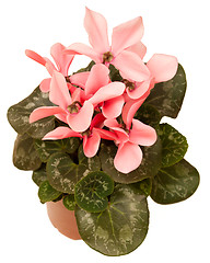 Image showing Cyclamen