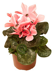 Image showing Cyclamen