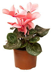 Image showing Cyclamen