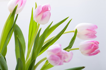 Image showing Spring background of dainty pink tulips