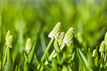 Image showing Background of colourful vivid summer flowers