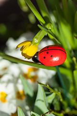 Image showing Background of colourful vivid summer flowers