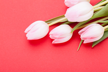 Image showing Spring background of dainty pink tulips