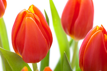 Image showing Beautiful fresh red tulips for a loved one