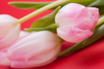 Image showing Spring background of dainty pink tulips