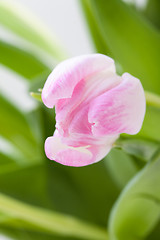 Image showing Spring background of dainty pink tulips