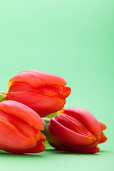 Image showing Beautiful fresh red tulips for a loved one