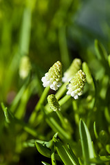 Image showing Background of colourful vivid summer flowers