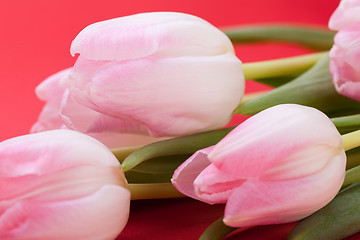 Image showing Spring background of dainty pink tulips