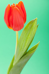 Image showing Beautiful fresh red tulips for a loved one