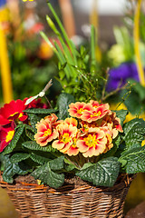 Image showing Background of colourful vivid summer flowers