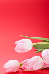 Image showing Spring background of dainty pink tulips