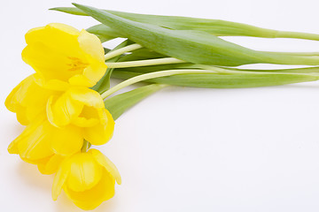 Image showing Bunch of cheerful yellow tulips