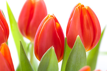 Image showing Beautiful fresh red tulips for a loved one