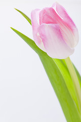 Image showing Spring background of dainty pink tulips