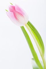 Image showing Spring background of dainty pink tulips